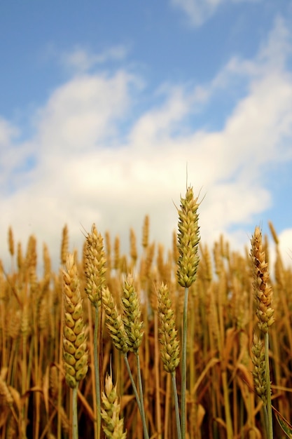 「畑で栽培される穀物」
