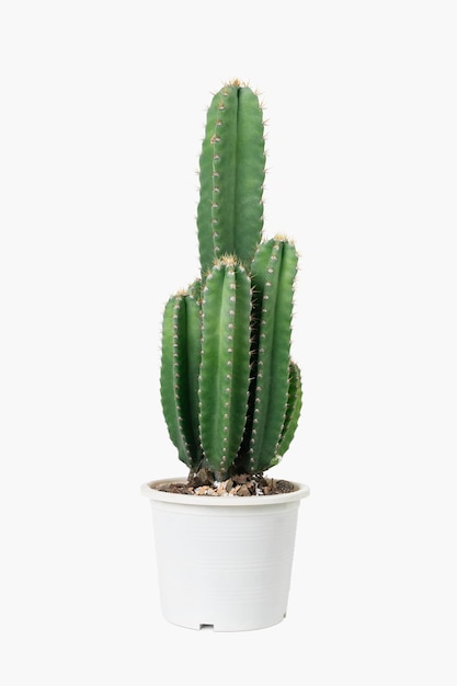 Free photo cereus cactus in a pot