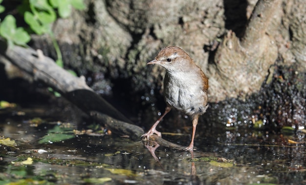 Cettis warbler Cettia cetti, 몰타, 지중해