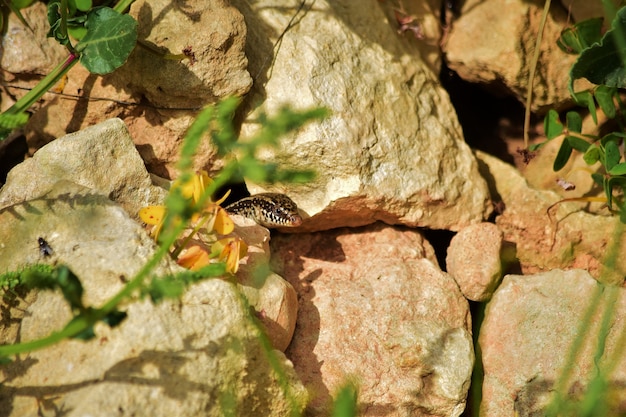 Chalcides ocellatus peaking from its nest in the rocks in the Maltese countryside