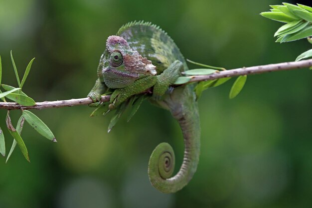 Chameleon fischer closeup on tree chameleon fischer walking on twigs