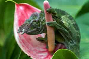 Free photo chameleon fischer closeup on tree chameleon fischer walking on twigs