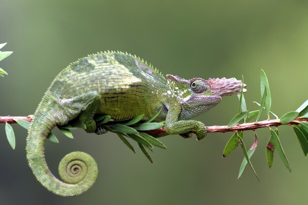 Chameleon fischer closeup on tree chameleon fischer walking on twigs