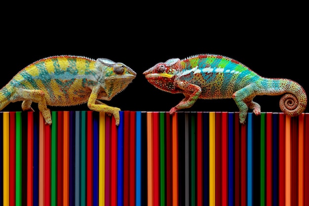 Free photo chameleon panther tries to camouflage on colored pencils