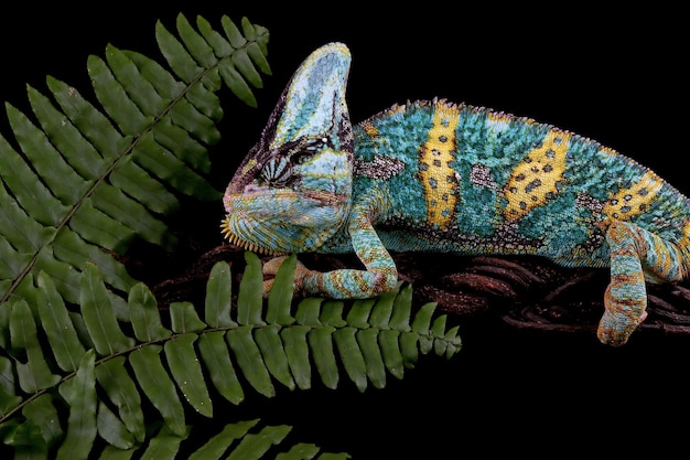 Free photo chameleon veiled on branch with black background animal closeup