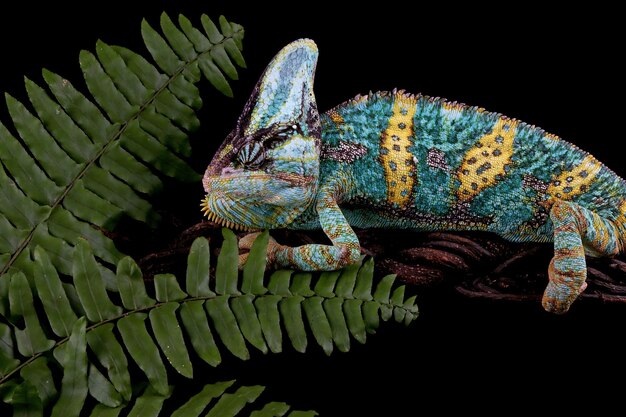 Chameleon veiled on branch with black background animal closeup