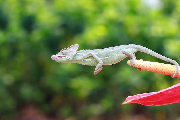 赤い花に覆われたカメレオンのベールに包まれた昆虫の動物のクローズアップを捕まえるカメレオン