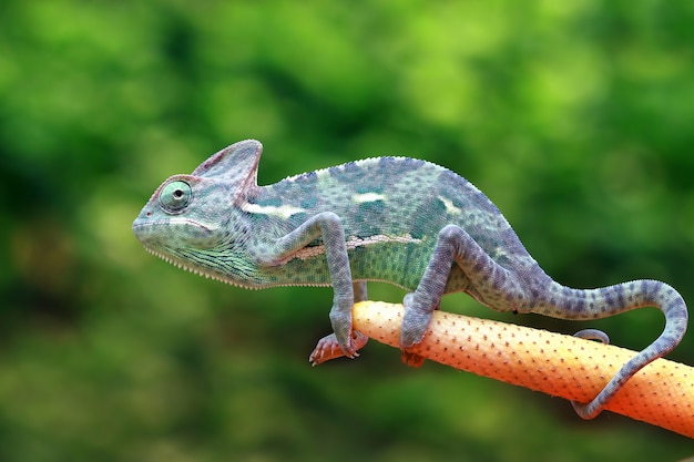 Free photo chameleon veiled catching insect