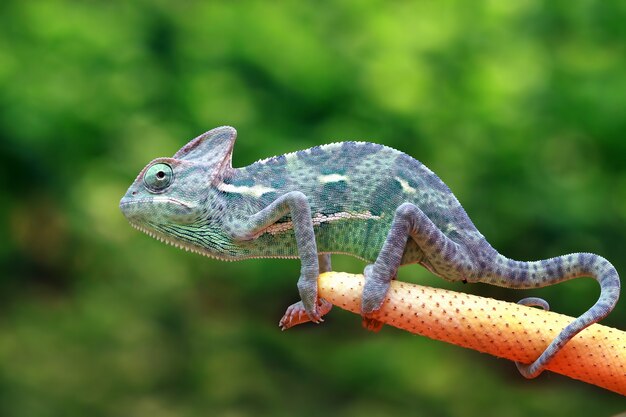 Chameleon veiled catching insect