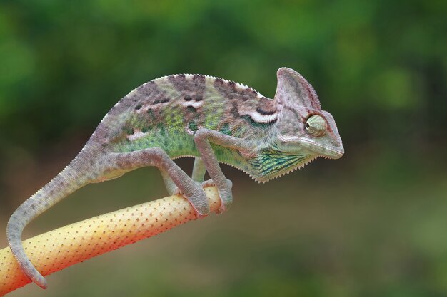 Chameleon veiled catching insect