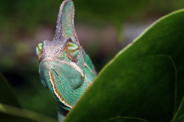 Free photo chameleon veiled closeup head on leaves