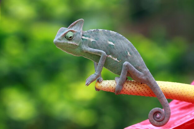 Chameleon veiled closeup on red bud