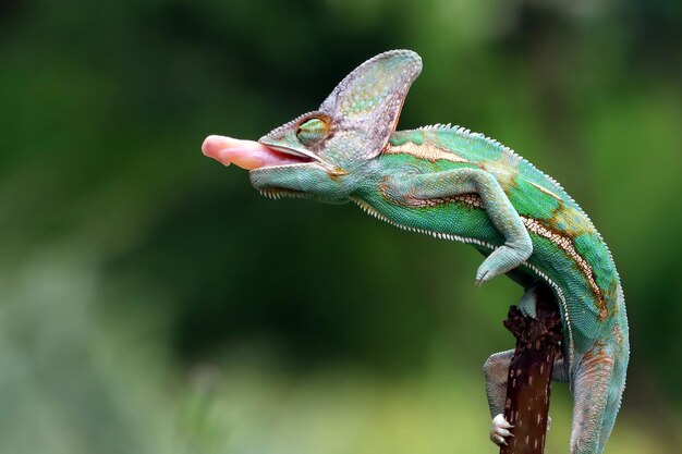 Chameleon veiled rady to catching a dragonfly animal closeup chameleon veiled on branch