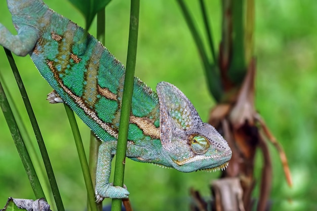 Chameleon veiled ready catch prey Chameleon veiled walking on branch headanimal closeup