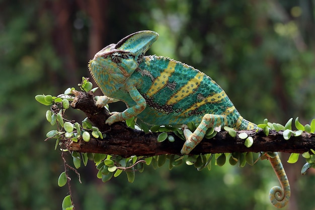 Chameleon veiled ready catch prey Chameleon veiled walking on branch headanimal closeup