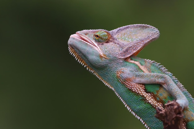 Chameleon veiled ready catch prey