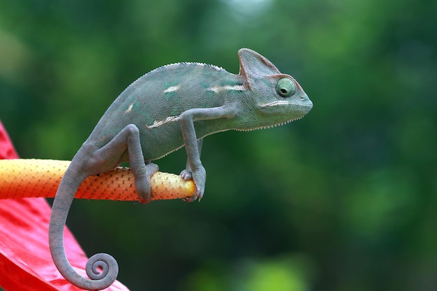 赤い花に覆われたカメレオンのベールに包まれた準備ができて捕まえる昆虫動物のクローズアップカメレオン