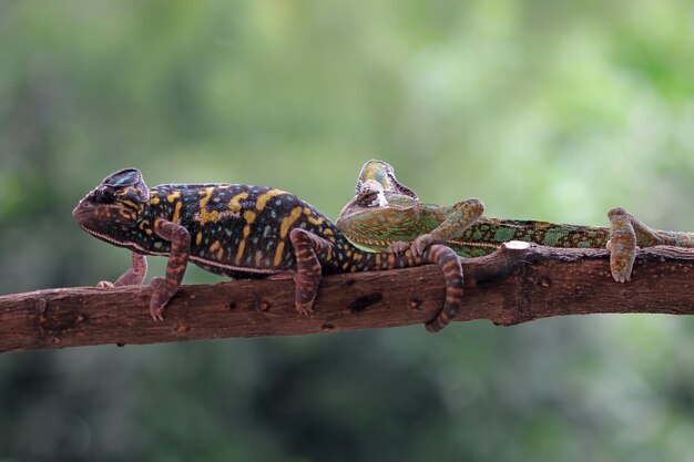 Chameleon walking on branch