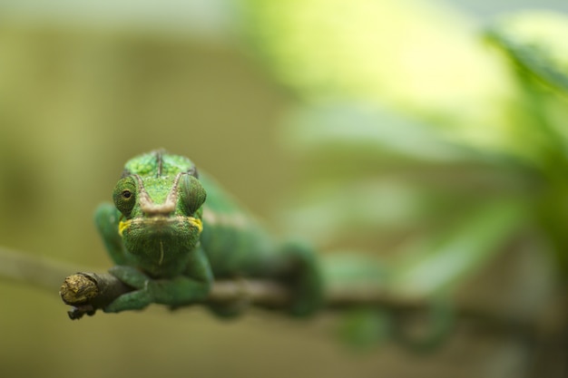 Free photo chameleon with its one eye looking at the side