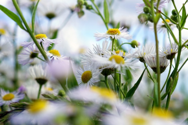 chamomile during daytime