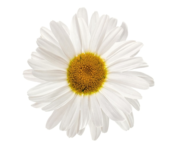 Chamomile flower isolated on white background. medicinal herbal plant.