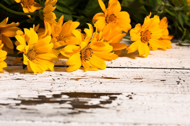 Free photo chamomile flowers