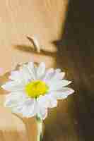 Free photo chamomile on wooden tabletop