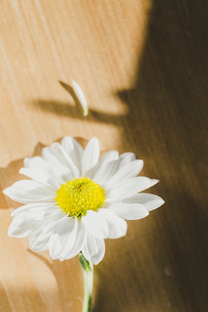 Chamomile on wooden tabletop