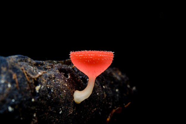 Champagne mushroom