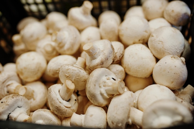 Champignon mushrooms on the shelf of a supermarket or grocery store