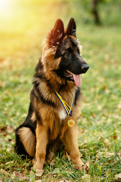 Champion German Shepherd sits on grass with golden medals at sunset