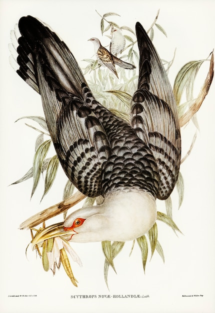 Channel Bill Cuckoo (Scythrops Novae-Hollandiae) illustrated by Elizabeth Gould 