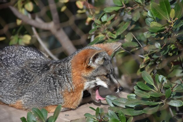 Channel Island fox yawning with his tongue showing.