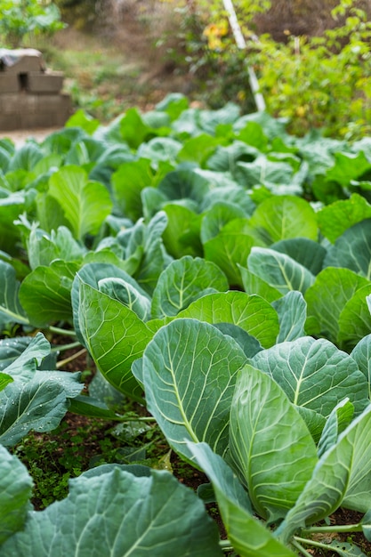 Chard cultivation