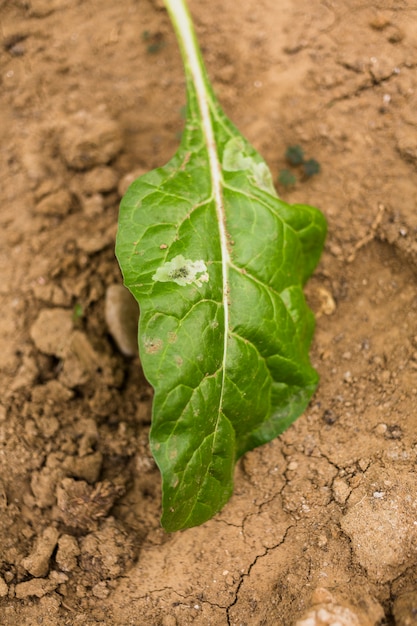 Chard leaf