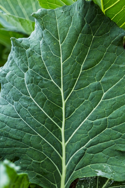 Chard leaf