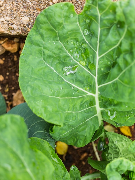 Chard leaf