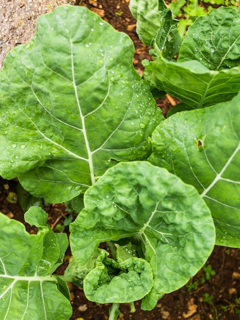 Chard leaves