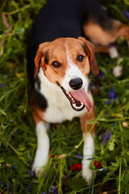 魅力的な小さなビーグル犬は、緑の草の上に横たわる