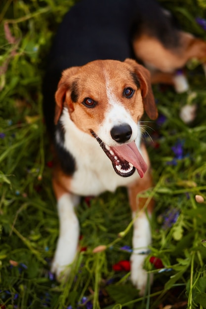 Charming little Beagle puppy lies on the green grass
