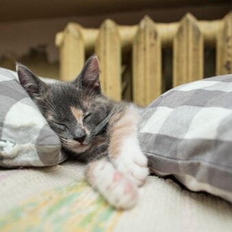 달콤하게 매력적인 새끼 고양이는 라디에이터에 가까운 부드러운 베개 사이에서 자고 있습니다.