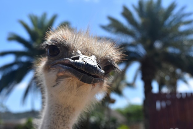 Chatting Ostrich with his beak Slightly Parted