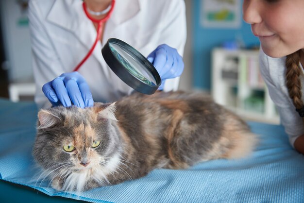 Checking condition of cat's fur and skin
