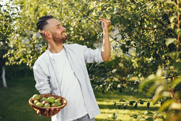 Cheerful farmer with organic apples in garden. Green fruits in wicker basket.