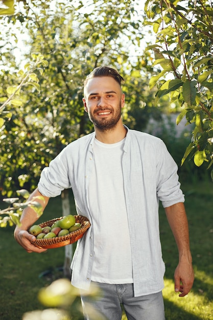 Cheerful farmer with organic apples in garden. Green fruits in wicker basket.