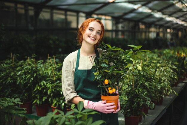 Cheerful lady in apron and pink gloves standing with little mandarin tree in pot and happily looking in camera in greenhouse