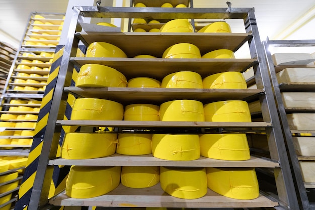 Cheese stacked on shelves in a cheese farm Cheese with raclette in ripening cellar in a close up image Many cheesewheels maturing on different shelves at the cheesemaker cellar