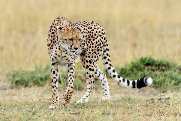 Гепард на лугах в национальном парке Африки