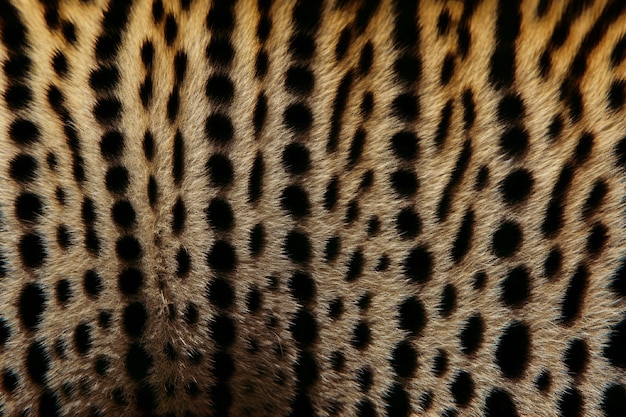 Free photo cheetah pattern  fur texture