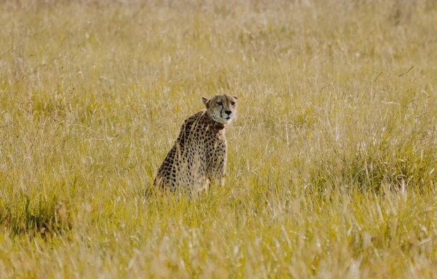 Free photo cheetah sitting in the bush looking back